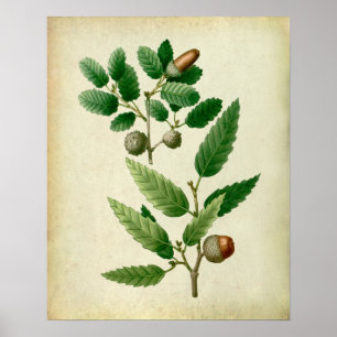 Oak Leaves no.7 Farmhouse Wall Decor Poster