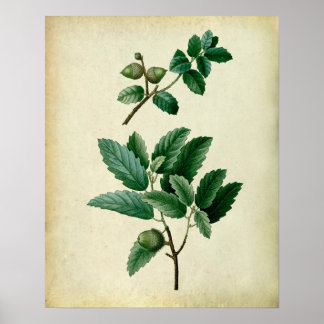 Oak Leaves Wall Art nr. 1 Farmhouse Wall Decor Poster