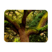 Oak tree magneet (Horizontaal)