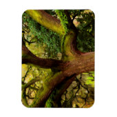 Oak tree magneet (Verticaal)