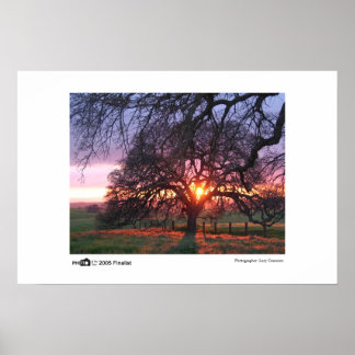Oak Tree Sunset - Foto van de finalist van het jaa Poster