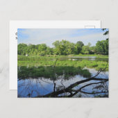 Oakland Metropark Swans Briefkaart (Voorkant / Achterkant)