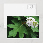 "oakleaf hydrangea" door Coressel Productions Briefkaart (Voorkant / Achterkant)
