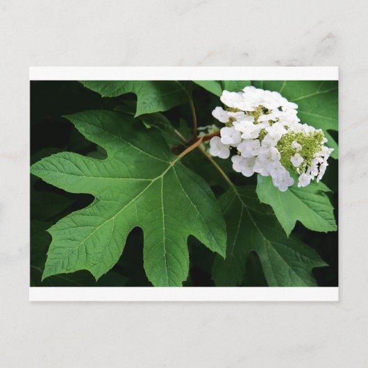 "oakleaf hydrangea" door Coressel Productions Briefkaart (Voorkant)