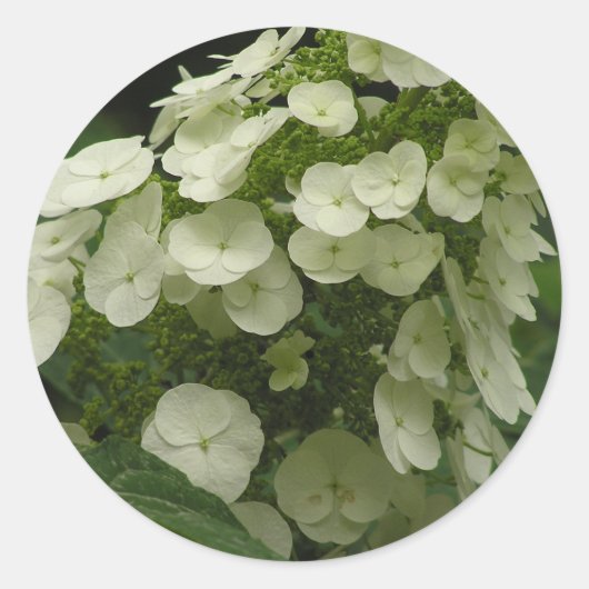 Oakleaf Hydrangea (Hydrangea quercifolia) stickers (Voorkant)