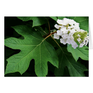 "oakleaf hydrangea" van Larry Coressel