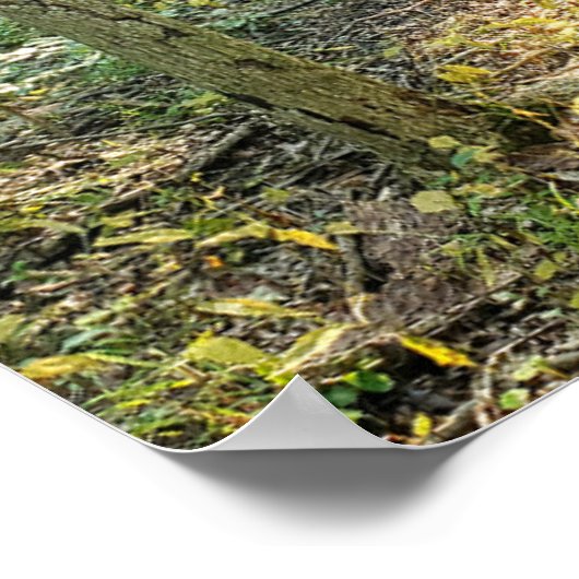 Oakwoods Metropark Affiche du sentier Forêt d'été (Coin)