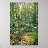 Oakwoods Metropark Affiche du sentier Forêt d'été (Devant)