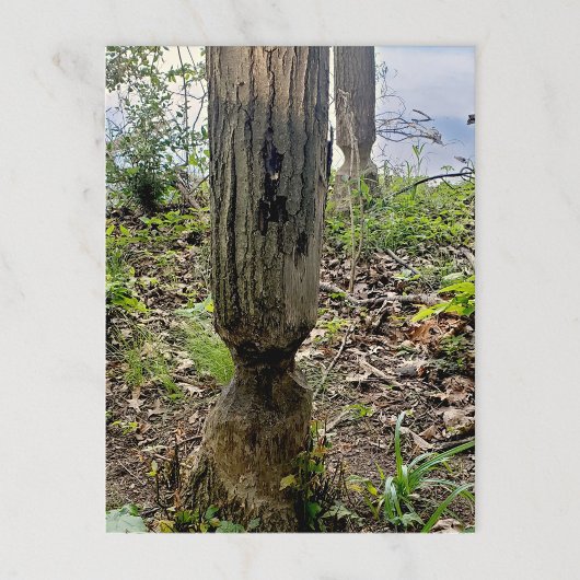 Oakwoods Metropark Beaver Trail Briefkaart