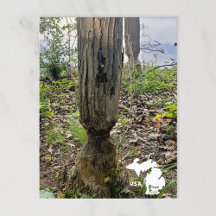 Oakwoods Metropark Beaver Trail met Logo