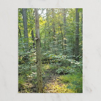 Oakwoods Metropark Trail Briefkaart Summer Forest