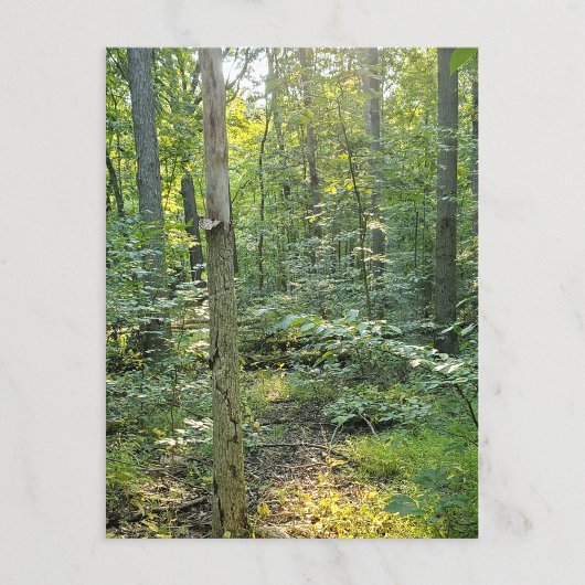 Oakwoods Metropark Trail Briefkaart Summer Forest