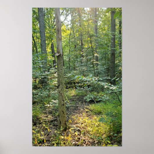 Oakwoods Metropark Trail Poster Summer Forest (Voorkant)