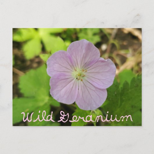 Oakwoods Metropark Wild Geranium met tekst Briefkaart (Voorkant)