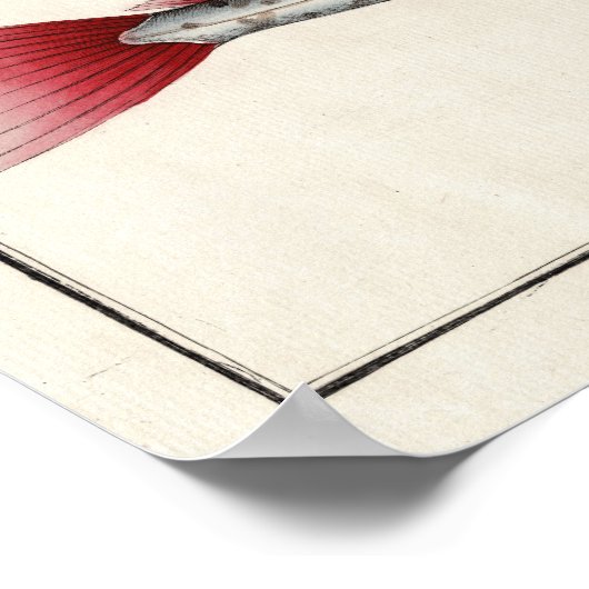 Oarfish géant après une impression du XVIIIe siècl (Coin)