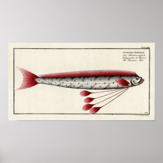Oarfish géant après une impression du XVIIIe siècl (Devant)