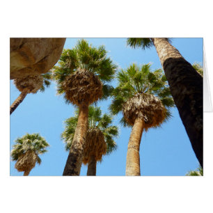 Oasepalmen in het Joshua Tree National Park
