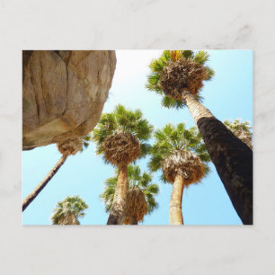 Oasepalmen in het Joshua Tree National Park Briefkaart
