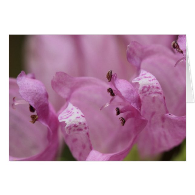 Obedience Plant (Voorkant Horizontaal)