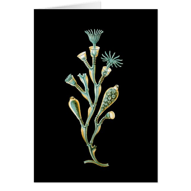 Obelia geniculata (Voorkant)