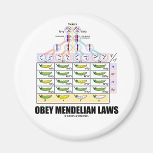 Obey Mendelian Laws (Dihybride kruis erwten) Magneet