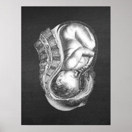 OBGYN Anatomy Art Decor nr. 3 Poster