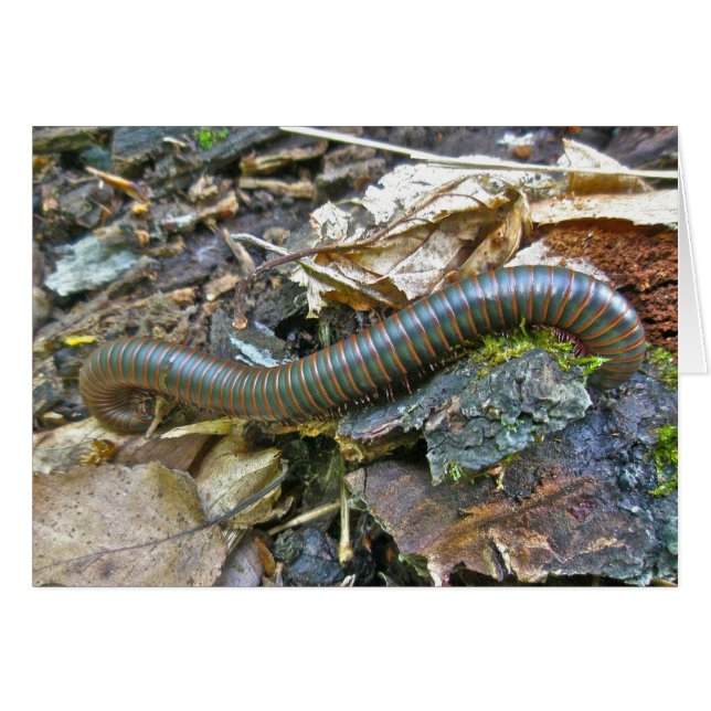 Objecten uit de Millipede-reeks (Voorkant Horizontaal)