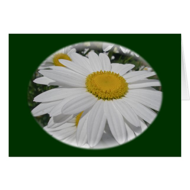 Objets floraux Fleurs sauvages Oxeye Daisy (Devant horizontal)