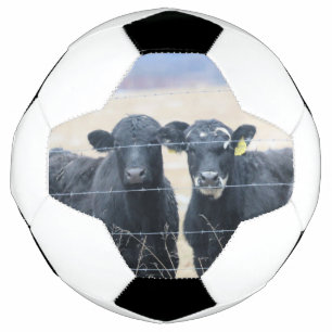 Observateurs de Bovine