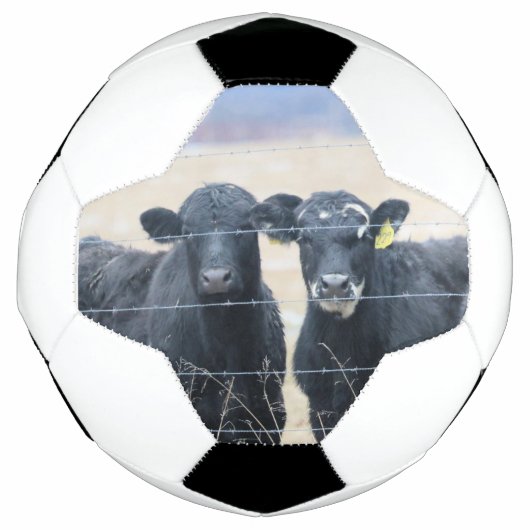 Observateurs de Bovine (Devant)