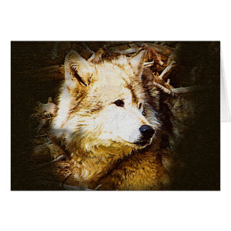 Observation de loup gris