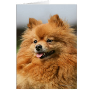 Observation de Pomeranian