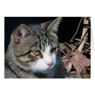 Observation des oiseaux