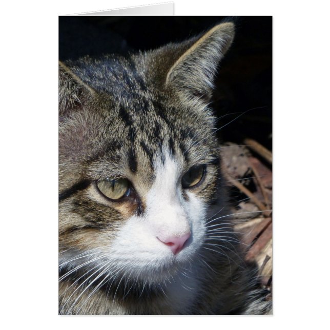 Observation des oiseaux (Devant)