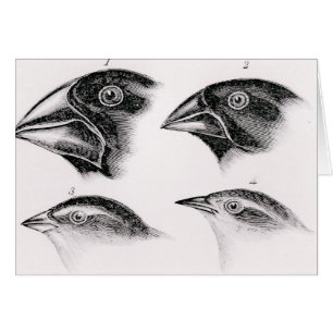 Observations de l'oiseau de Darwin