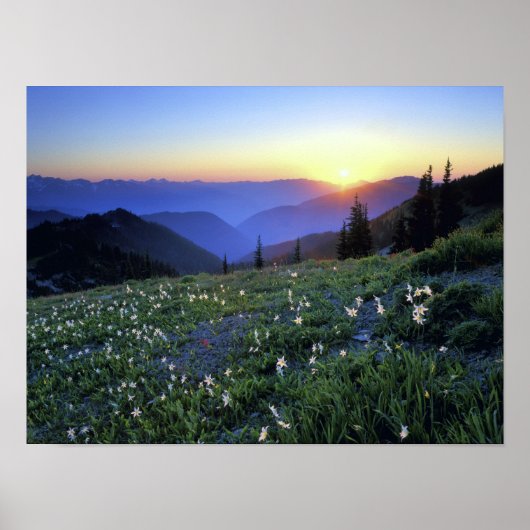 Obstruction Point Sunset, Olympic NP, WA, Verenigd Poster (Voorkant)
