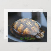 Obtenez bientôt la carte postale bonne de tortue (Devant / Derrière)
