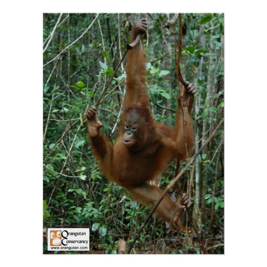 OC Orangutan Poster Perfect Poster (Voorkant)