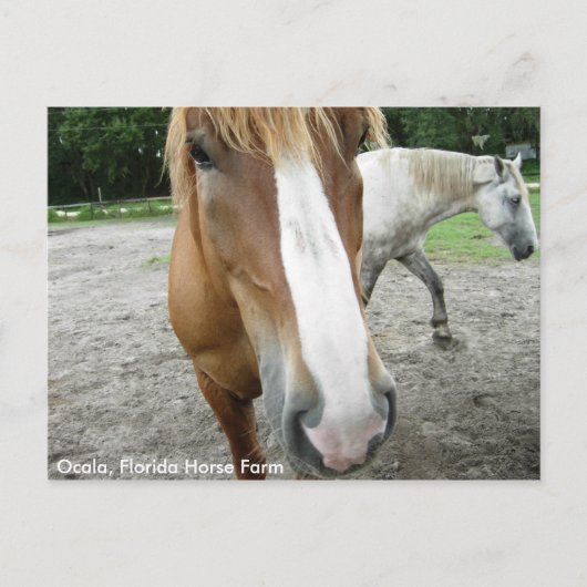 Ocala Florida Horse Farm Horses Carte postale Flor (Devant)