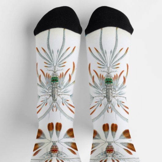 oceaandieren, Copepoda door Ernst Haeckel Sokken (Top)