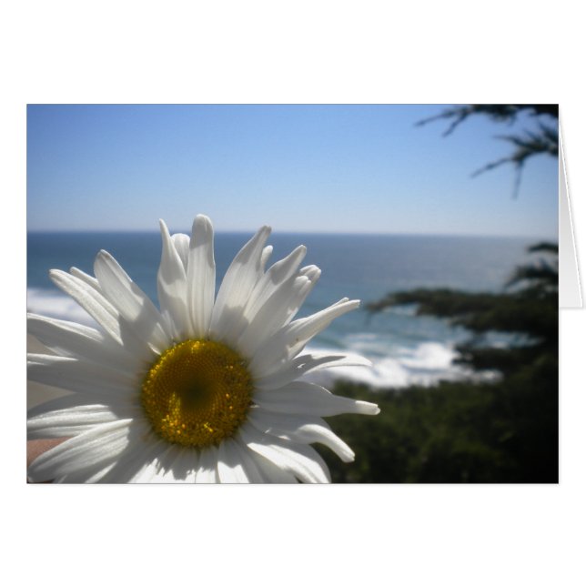 Ocean Beach Daisy (Voorkant Horizontaal)