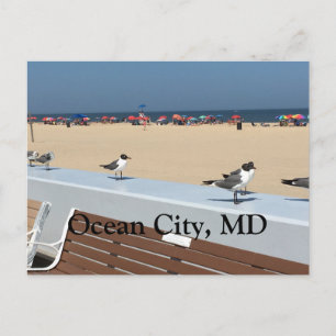 Ocean City Beach, MD met vogels Briefkaart