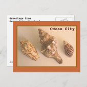 Ocean City Shells Briefkaart (Voorkant / Achterkant)