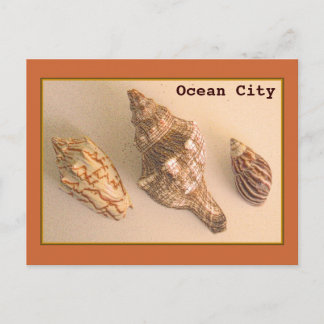 Ocean City Shells Briefkaart
