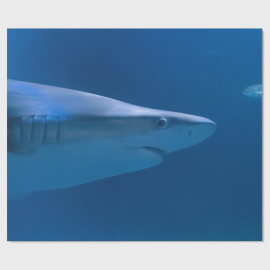 Ocean Creatures Cadeaupapier (Vlak)