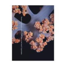 Ocean Herinnering / Zachte Koraal #001