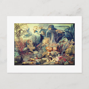 OCEAN LIFE  BRIEFKAART