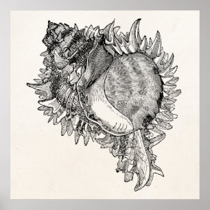  Ocean Seashell Shell Persoonlijke Sjabloon Poster