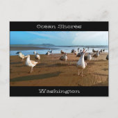 Ocean Shores WA Seagulls Bedelen voor Fries Beach Briefkaart (Voorkant)