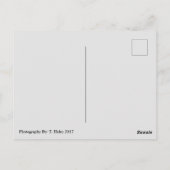 Ocean Shorts, Wa Seagull Wings Carte Postale (Dos)